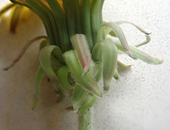 Taraxacum aequilobum