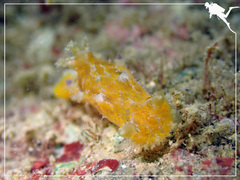 Plocamopherus pecoso