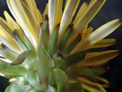 Taraxacum aequilobum