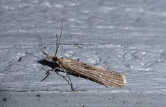 Eudonia atmogramma