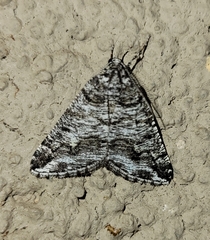 Macaria schatzeata