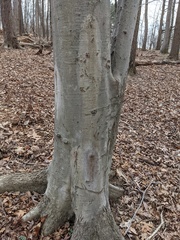 Quaternaria quaternata