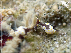 Colpodaspis thompsoni