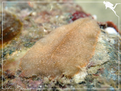 Acotylea