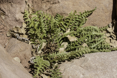 Pedicularis centranthera