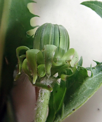 Taraxacum aequilobum