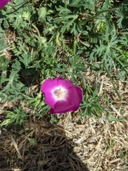 Callirhoe involucrata
