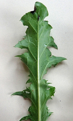 Taraxacum aequilobum