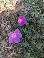 Callirhoe involucrata