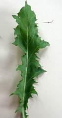 Taraxacum aequilobum