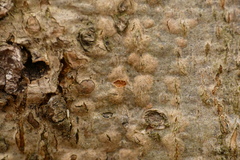 Quaternaria quaternata