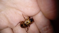 Cyclocephala stictica