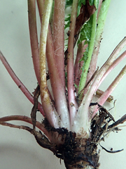 Taraxacum aequilobum