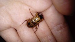 Cyclocephala stictica
