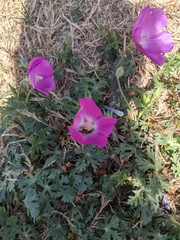 Callirhoe involucrata