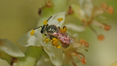 Lasioglossum nymphale