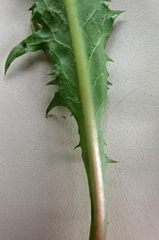 Taraxacum aequilobum