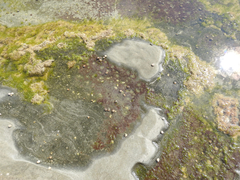 Siphonaria zelandica