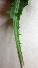 Taraxacum aequilobum