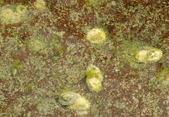 Siphonaria zelandica