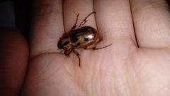Cyclocephala stictica