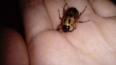 Cyclocephala stictica