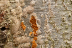 Quaternaria quaternata