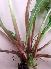 Taraxacum aequilobum