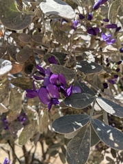 Dermatophyllum secundiflorum