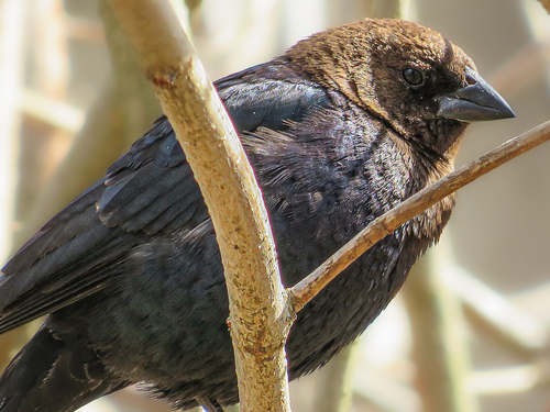 Brown-headed Cowbird photographed in Rhode Island