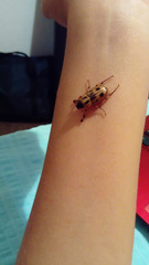 Cyclocephala stictica