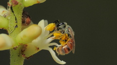 Lasioglossum nymphale