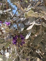 Dermatophyllum secundiflorum