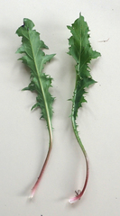 Taraxacum aequilobum