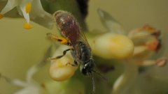Lasioglossum nymphale