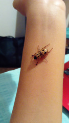 Cyclocephala stictica