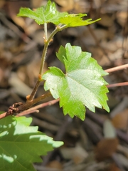 Vitis monticola