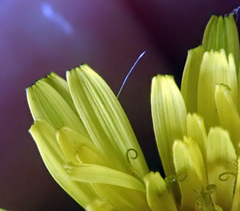 Taraxacum aequilobum
