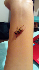 Cyclocephala stictica