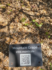 Vitis monticola