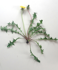 Taraxacum aequilobum