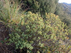 Veronica glaucophylla