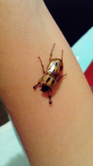 Cyclocephala stictica