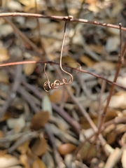 Vitis monticola