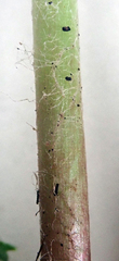 Taraxacum aequilobum