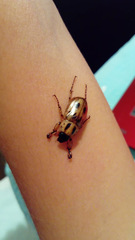Cyclocephala stictica