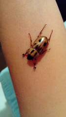 Cyclocephala stictica