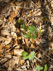 Vitis monticola