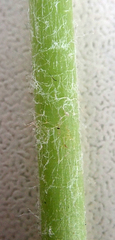 Taraxacum aequilobum