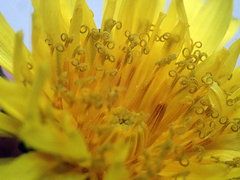 Taraxacum aequilobum